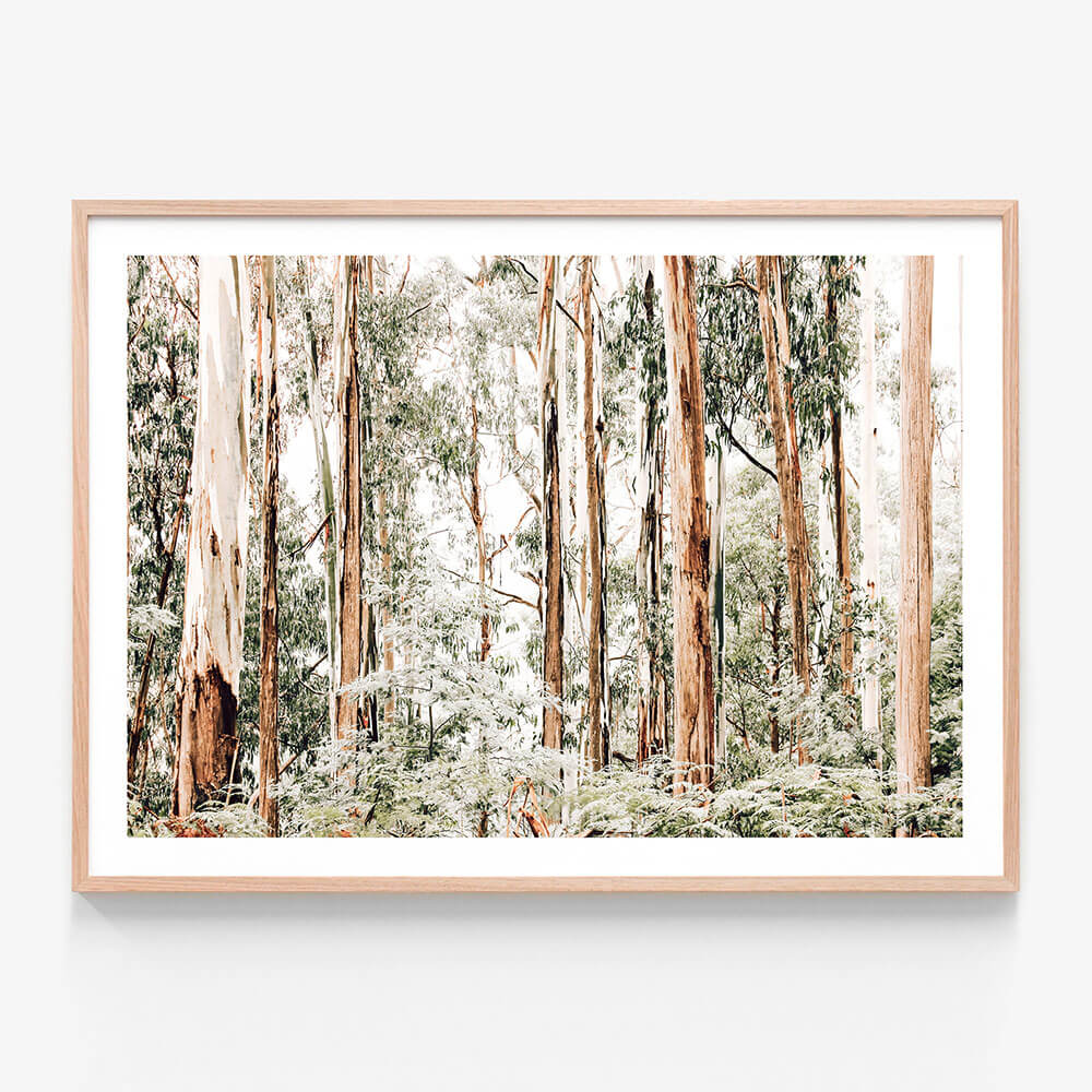 A framed photography print featuring the dense forest of the Otway's rainforest. Thick gum trees and ferns.