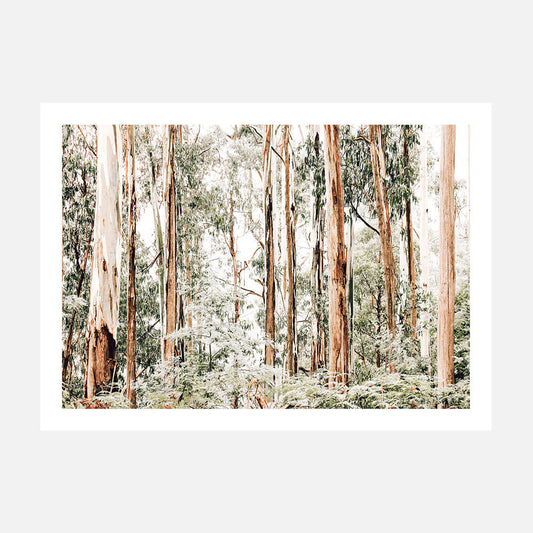 A poster art print of the Otway's forest with gum trees.