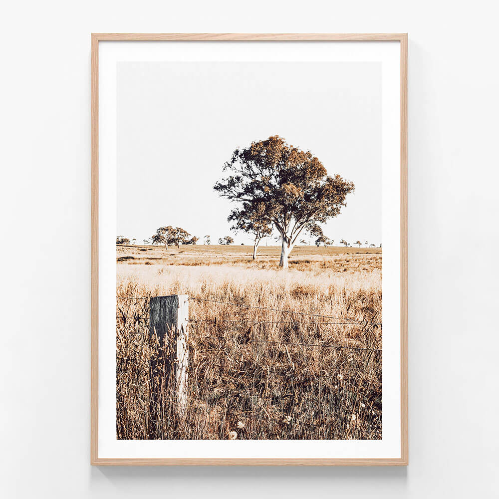 A framed print featuring a rural Australian farming landscape with a large gum tree.