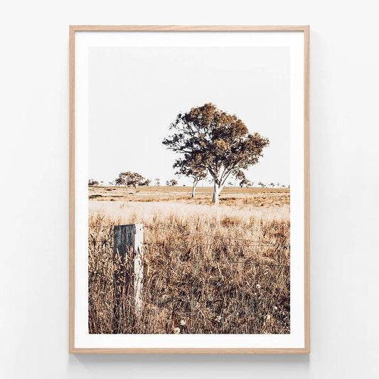 A framed print featuring a rural Australian farming landscape with a large gum tree.