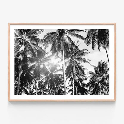 Palm Bokeh