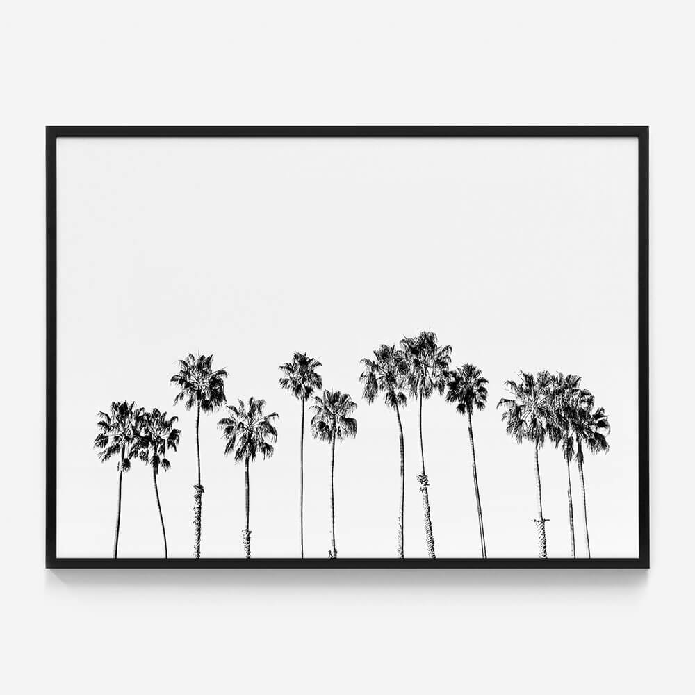 Palm Line B&W
