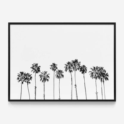 Palm Line B&W