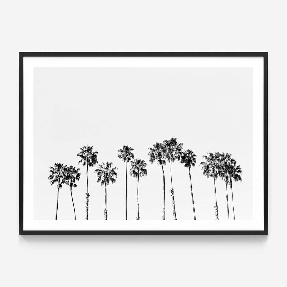 Palm Line B&W