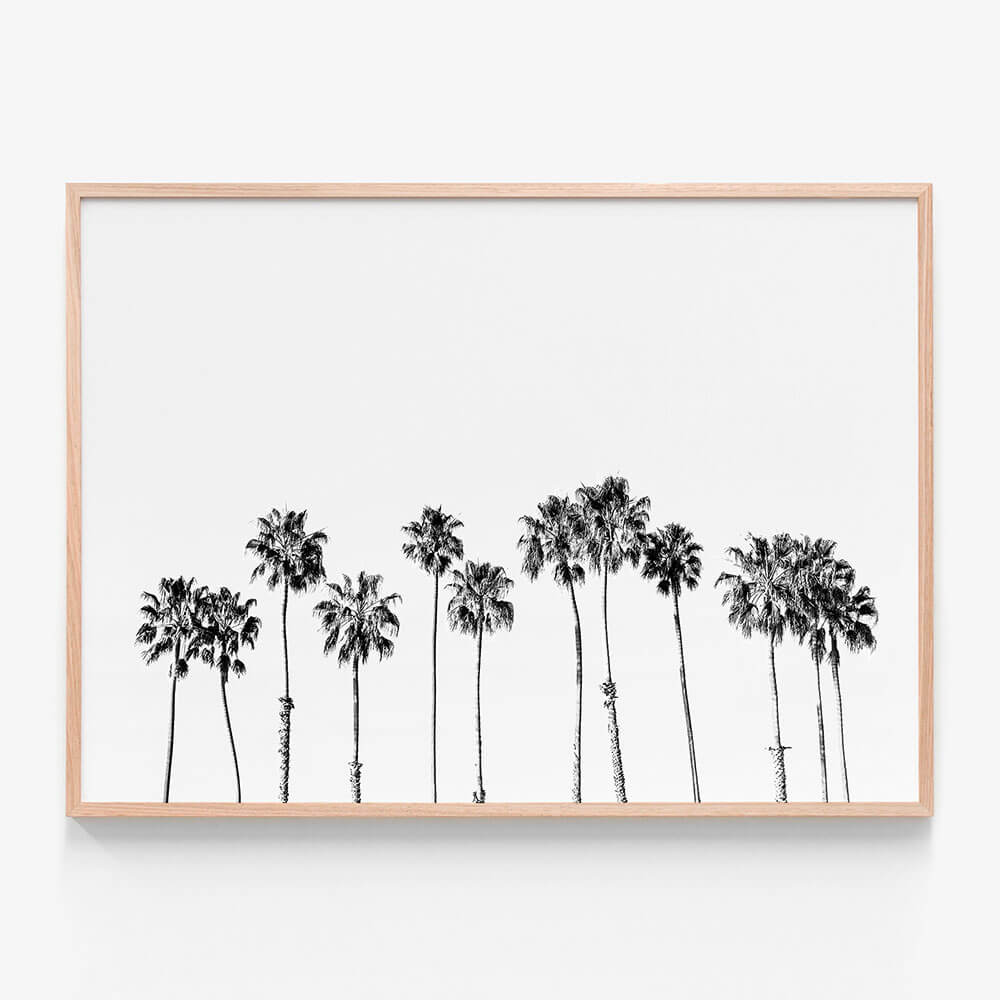 Palm Line B&W
