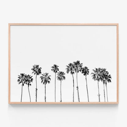 Palm Line B&W