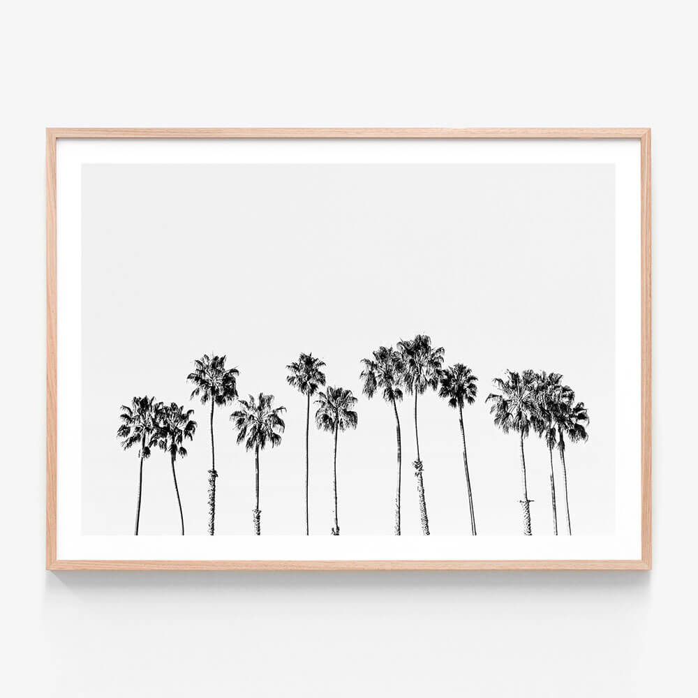 Palm Line B&W