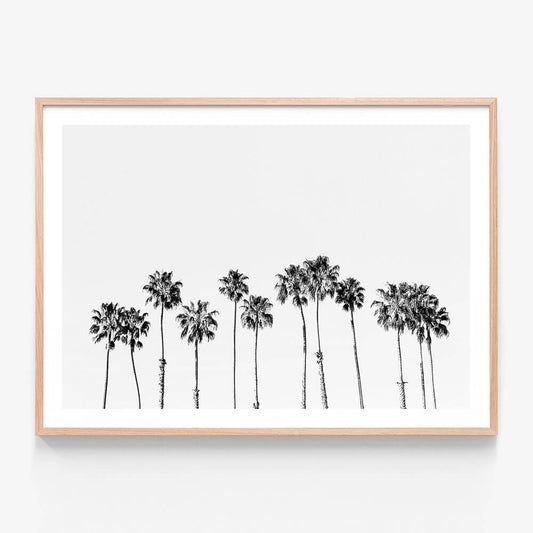 Palm Line B&W