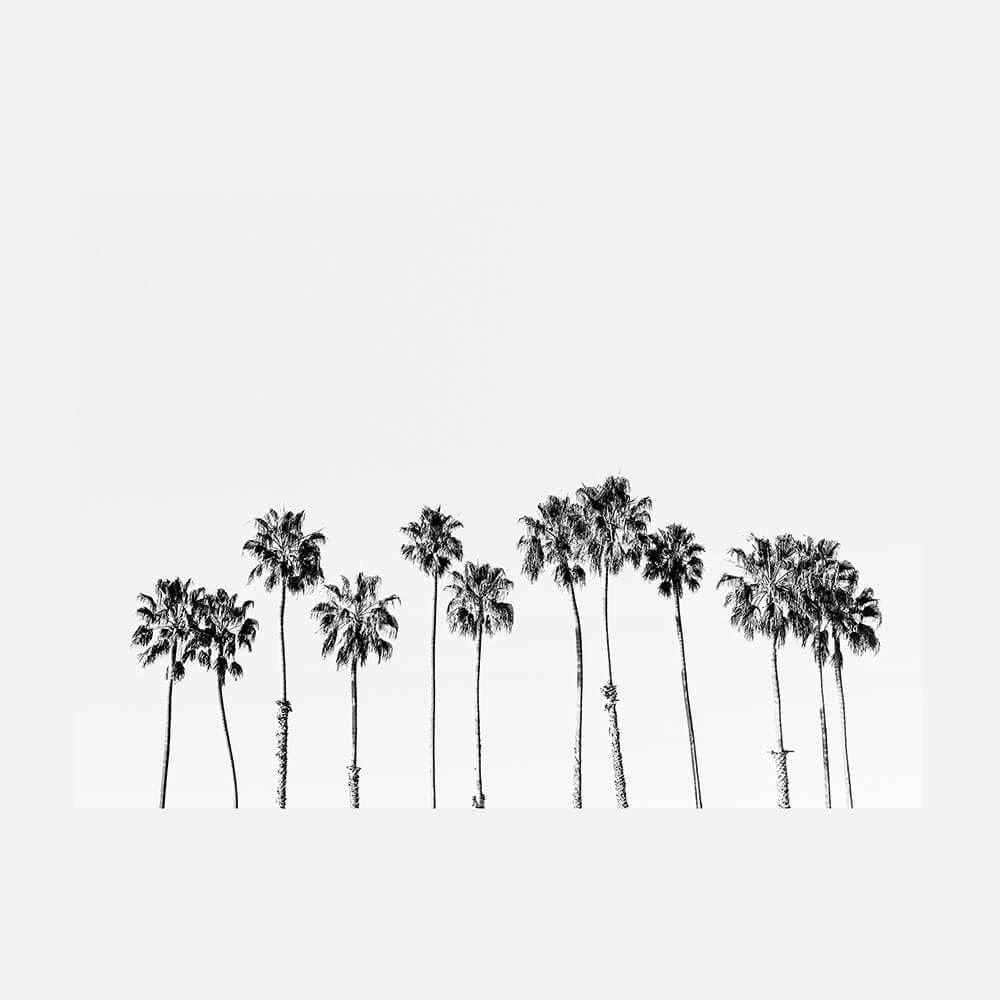 Palm Line B&W