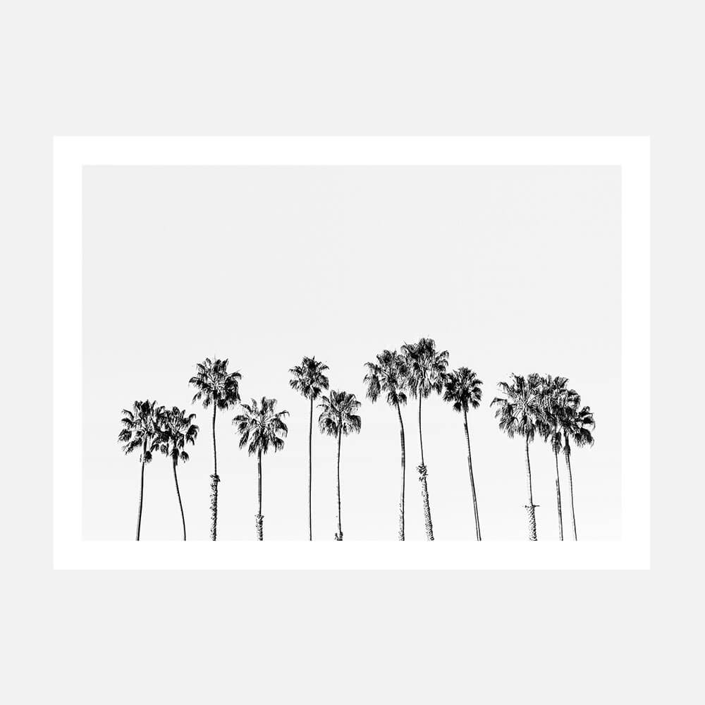 Palm Line B&W
