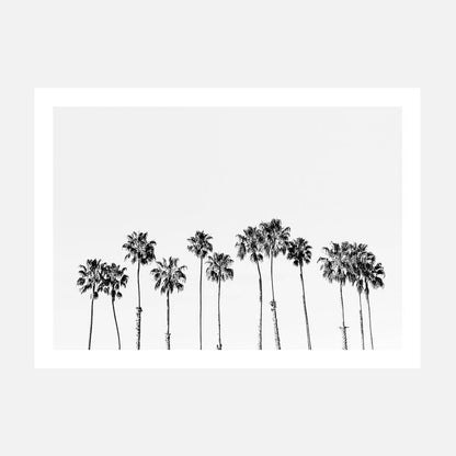 Palm Line B&W