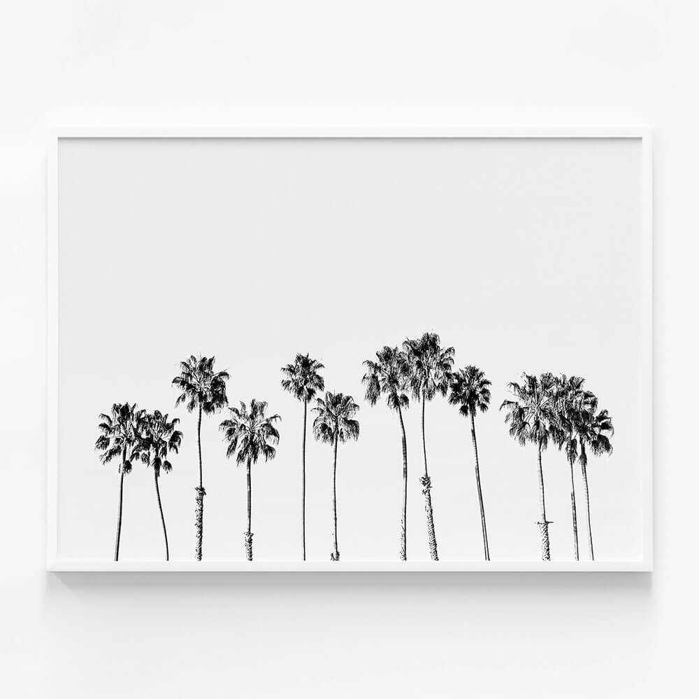 Palm Line B&W