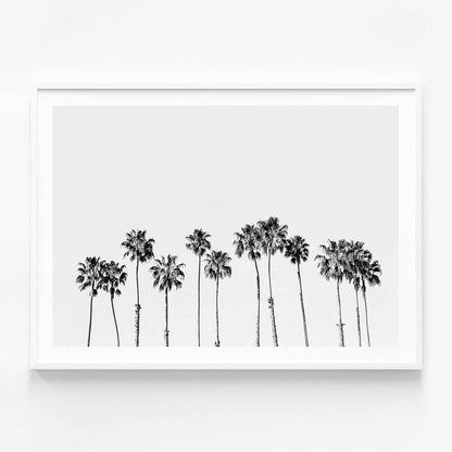 Palm Line B&W
