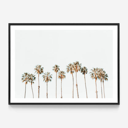 Palm Line
