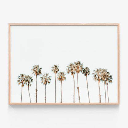 Palm Line