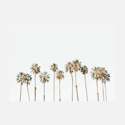 Palm Line