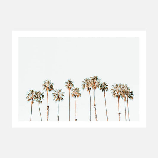 Palm Line