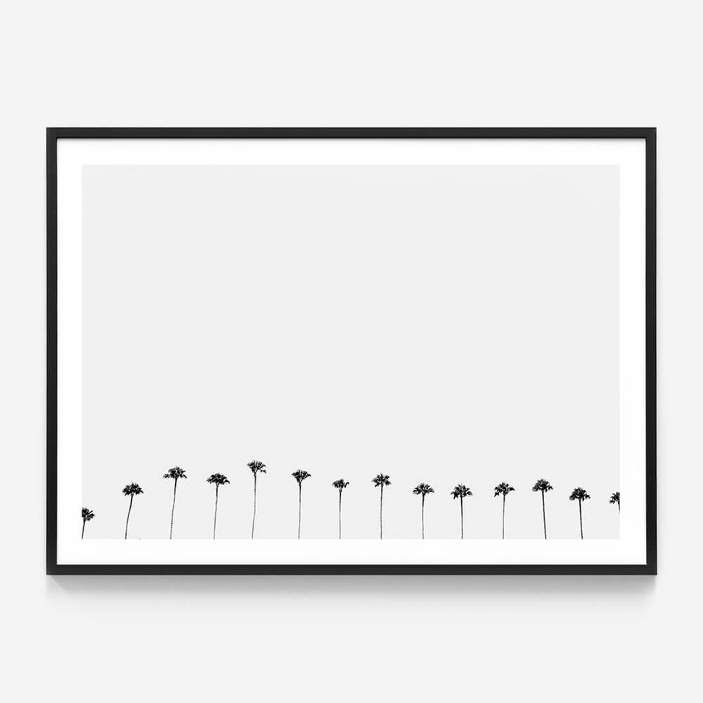 Palm Row