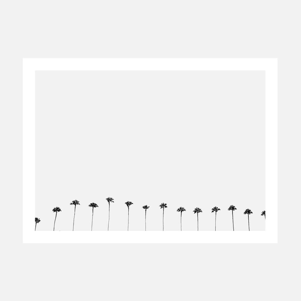 Palm Row