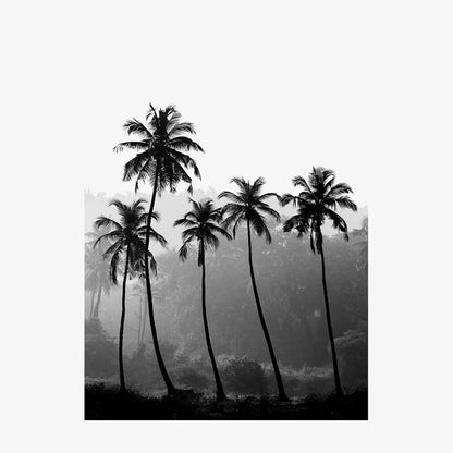 Palm Silhouette