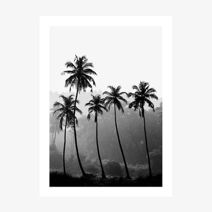 Palm Silhouette