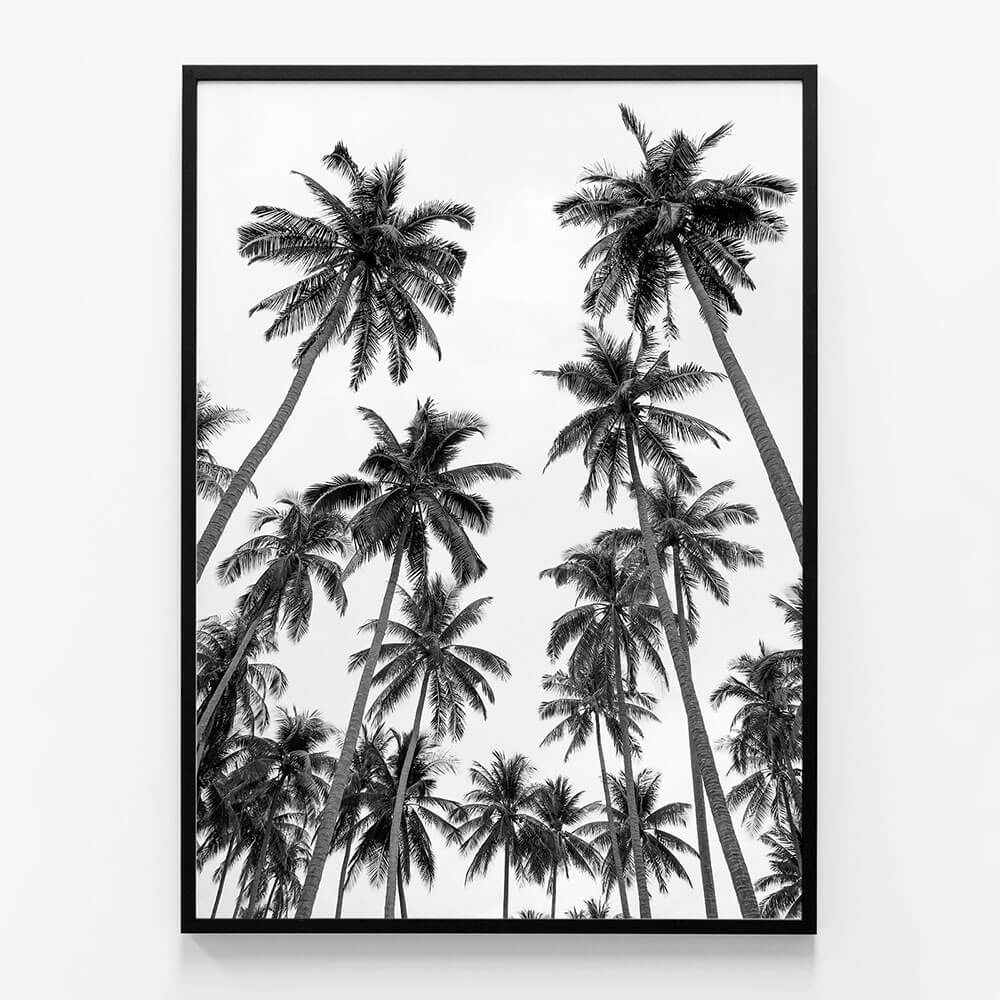 Palm Sky