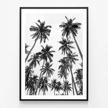 Palm Sky