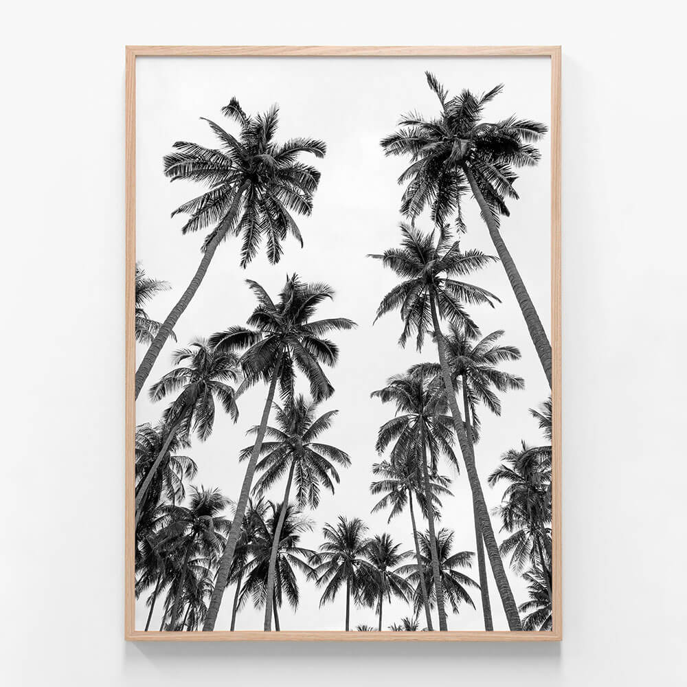 Palm Sky