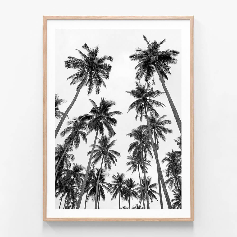 Palm Sky