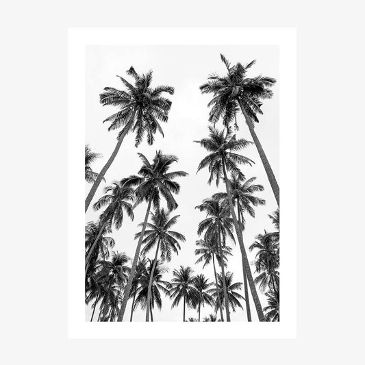 Palm Sky