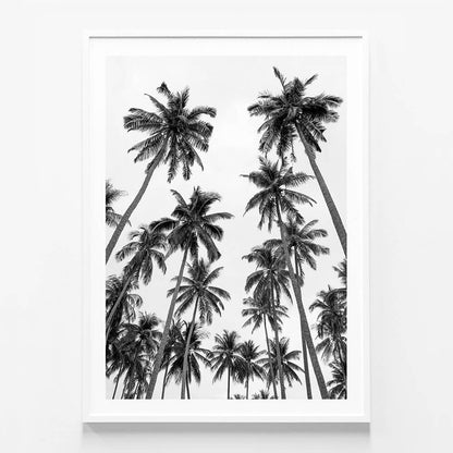 Palm Sky