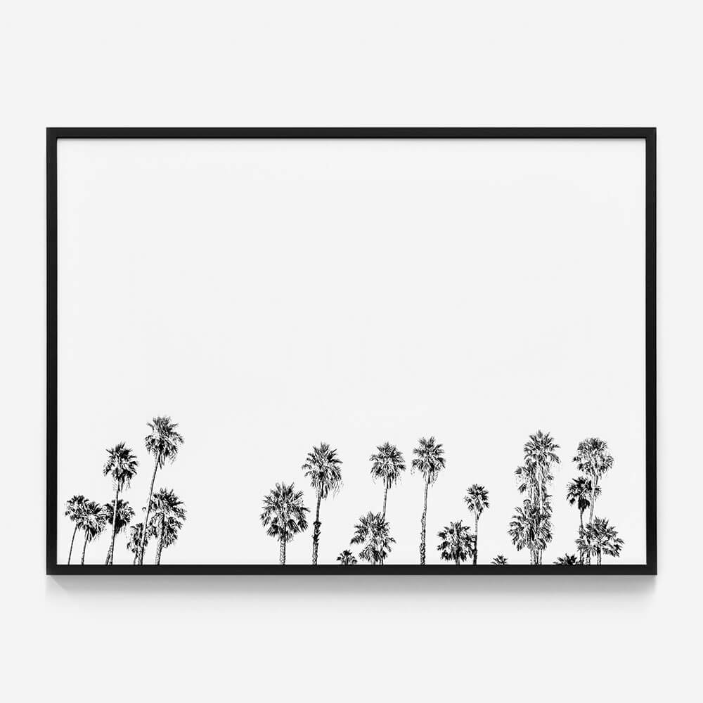Palm Tops B&W