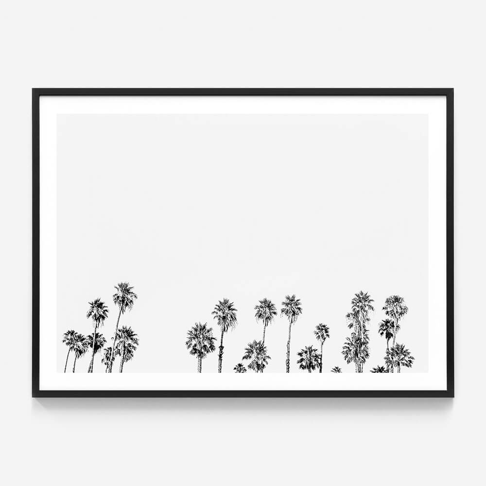 Palm Tops B&W