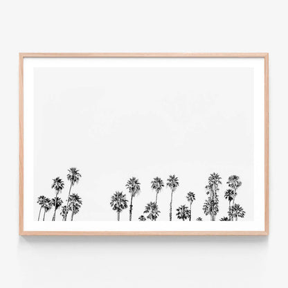 Palm Tops B&W