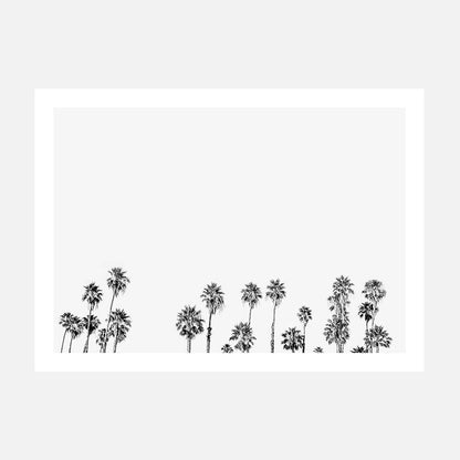 Palm Tops B&W