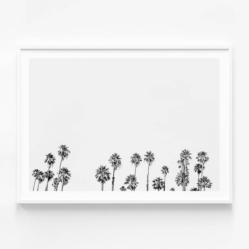 Palm Tops B&W