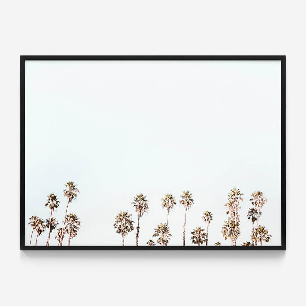 Palm Tops