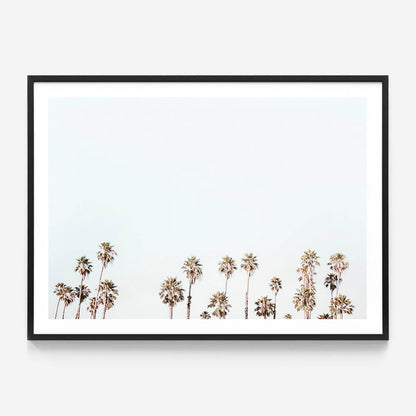 Palm Tops