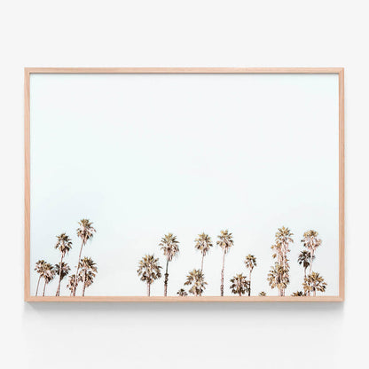 Palm Tops