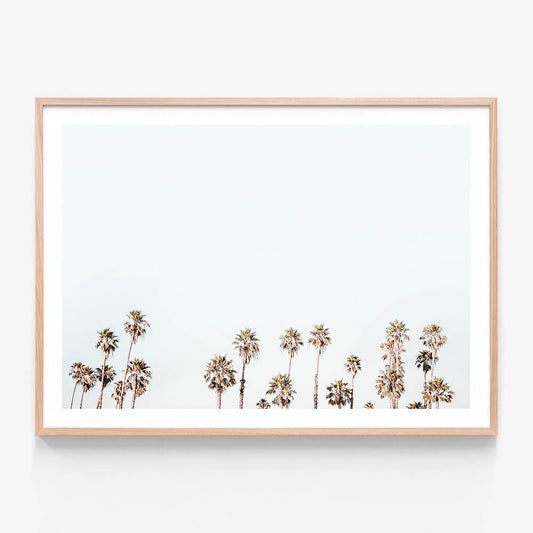 Palm Tops