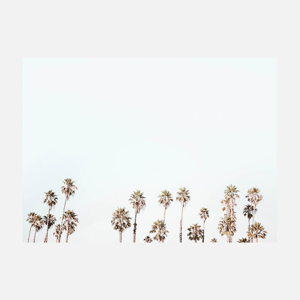 Palm Tops