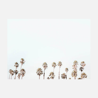 Palm Tops