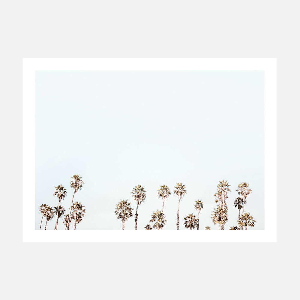 Palm Tops