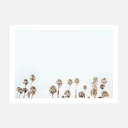Palm Tops