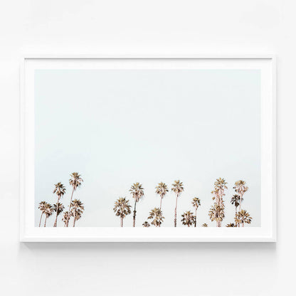 Palm Tops