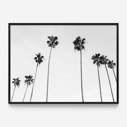 Palm View B&W