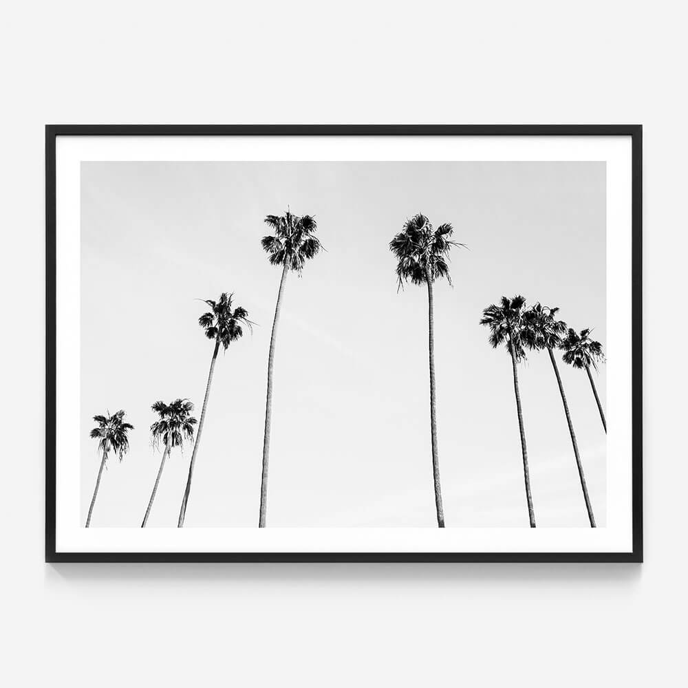 Palm View B&W