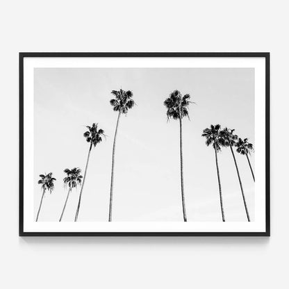Palm View B&W