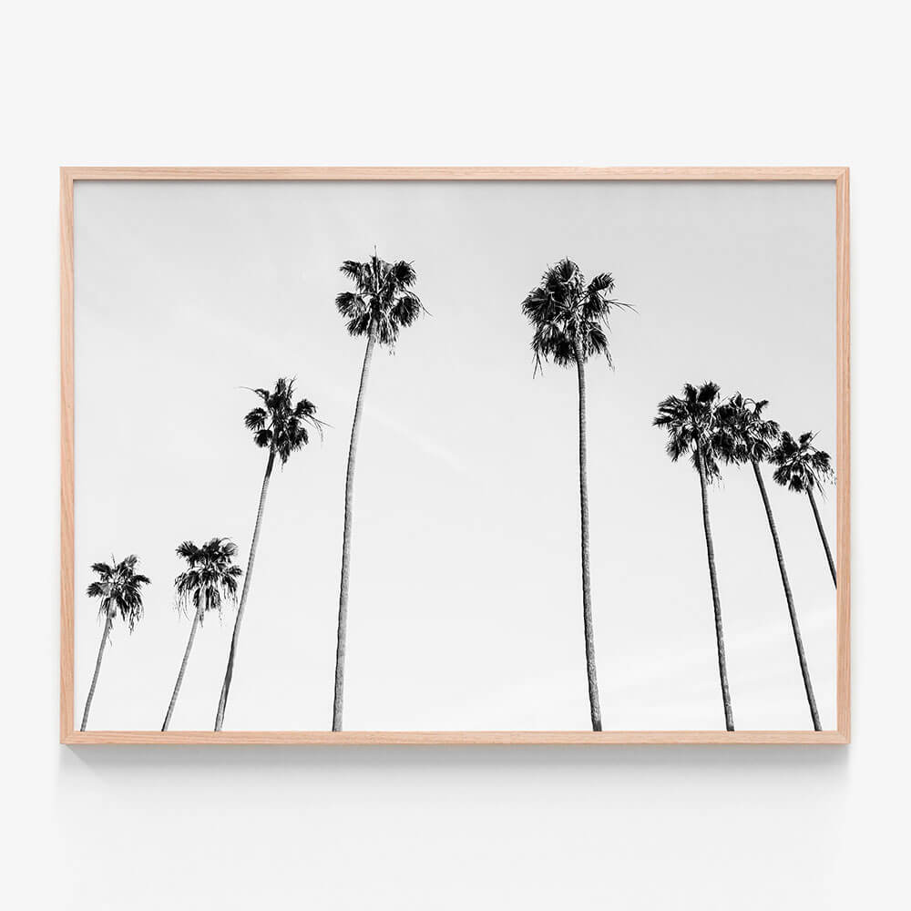 Palm View B&W