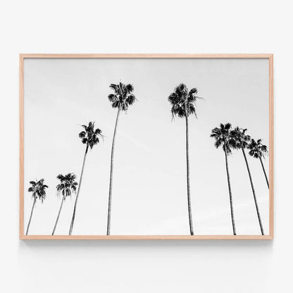 Palm View B&W